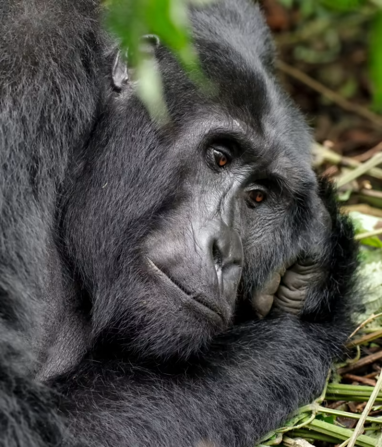 how-much-it-cost-to-see-gorillas-in-uganda-2023-2024